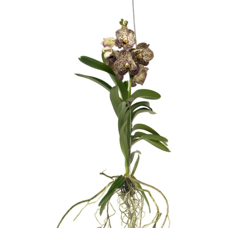 Plant In A Box - Orchidée - Vanda 'Ocelot Mocha' - Hauteur 55-65cm