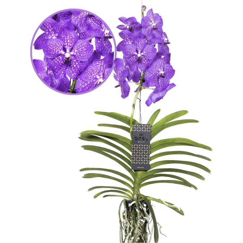 Vanda New Blue - Orchidée tropicale - Magnifique couleurs - Hauteur 55-65cm - Bleu