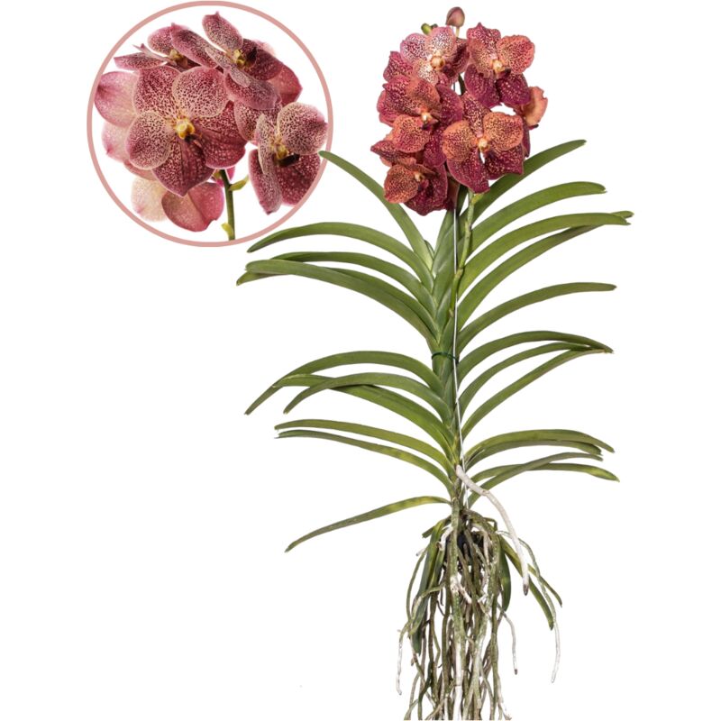 Plant In A Box - Vanda Corail Léopard - Orchidée tropicale - Orchidée en fleur - Hauteur 80-90cm - Rouge
