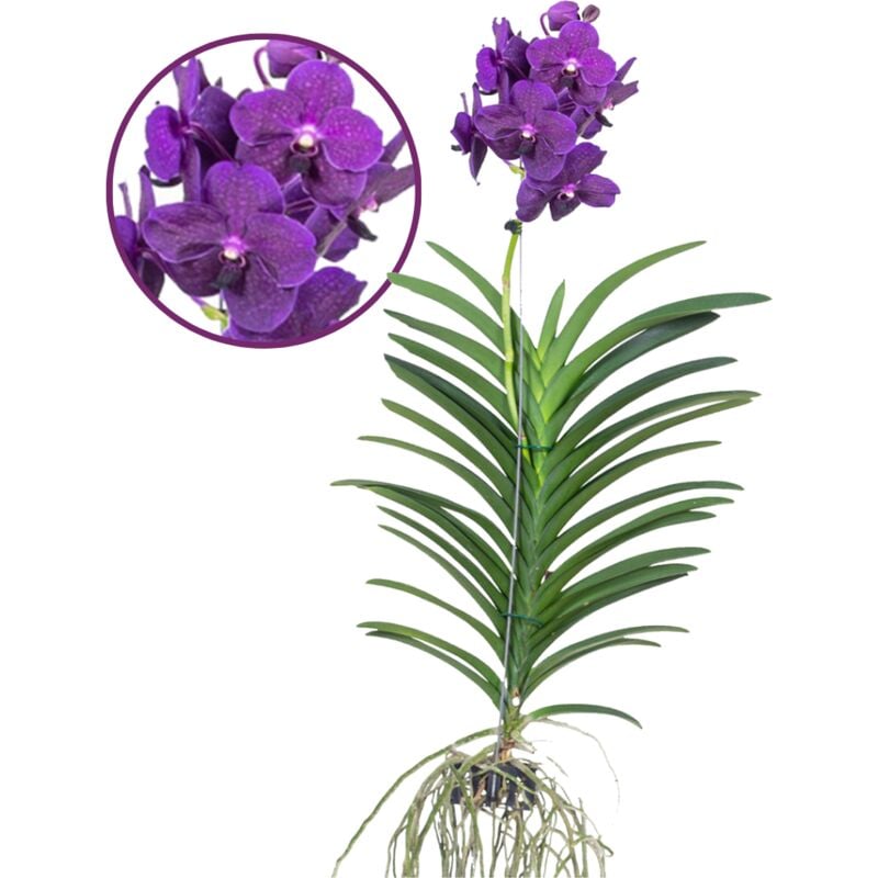 Plant In A Box - Vanda Velvet Blackberry - Orchidée en fleur - Hauteur 80-90cm - Violet