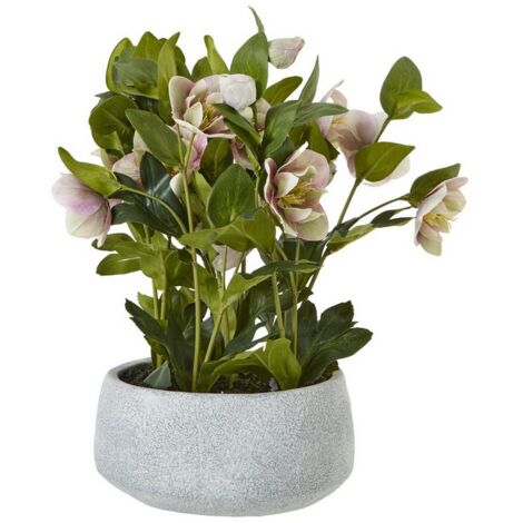 Variegated Hellebore Plant in Pot - Plastic - L33 x W38 x H41 cm - Pink/Grey