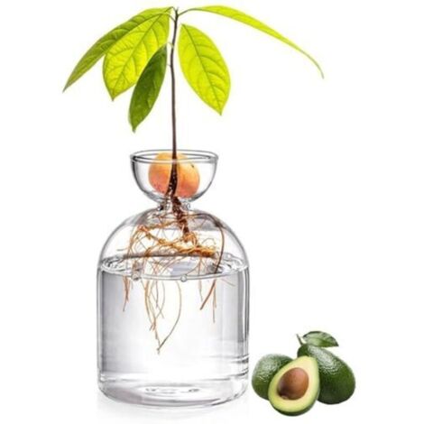 Vase à Avocat en Verre 5,3 Pouces - Kit de Culture d'Arbre Transparent pour Démarrage de Graines - Petit Pot de Plantes