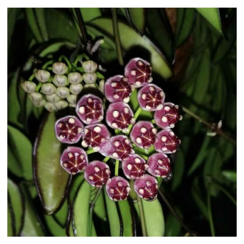 Peragashop - vase à fleurs en cire tricolore hoya wayetii 12CM