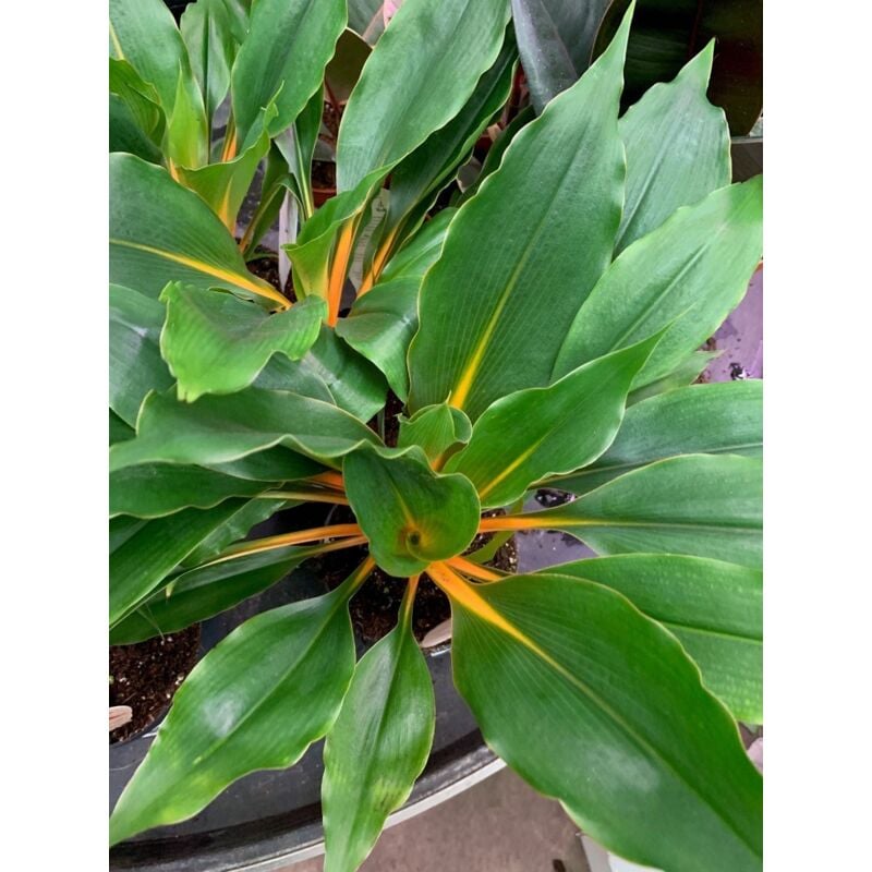 Vase chlorophytum vert orange 14CM