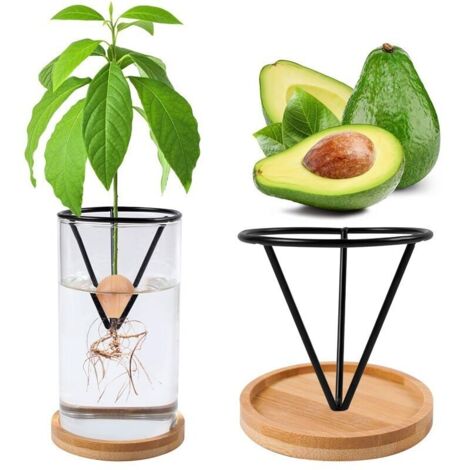 Vase de démarrage en verre pour germination de glands – Kit de culture de glands avec base, terrariums hydroponiques pour décoration d'intérieur, cadeau inhabituel pour les amateurs de