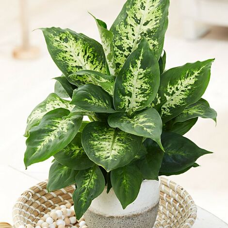 VASE DIEFFENBACHIA 21CM
