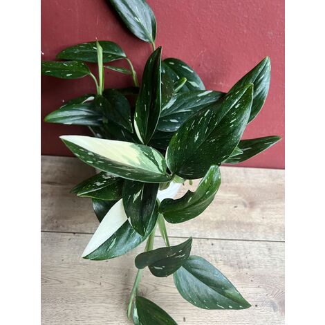 VASE PHILODENDRON COBRA 17CM