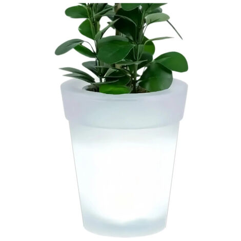 Vases hydroponiques en verre transparent