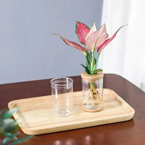 Vases terrariums transparents pour plantes hydroponiques