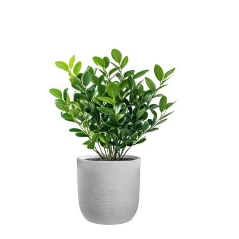 Vaso in resina da esterno interno per piante cilindro di design d.35x34h Raffaello Bianco