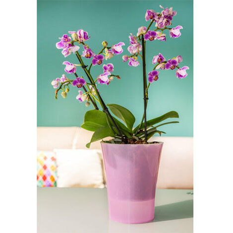 Vaso di fiori trasparente per orchidea da 10 cm Vaso di orchidea  traspirante a fessura in plastica