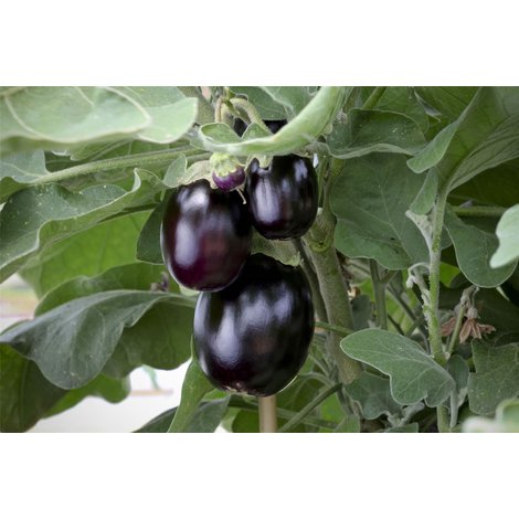 10 Seeds Jack Pot Vegetable Aubergine Kings Seeds Pictorial Packet