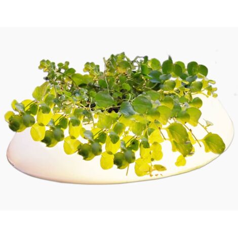 Velda Pflanzeninsel mit LED Floating Pont Light 123507 "Restposten"