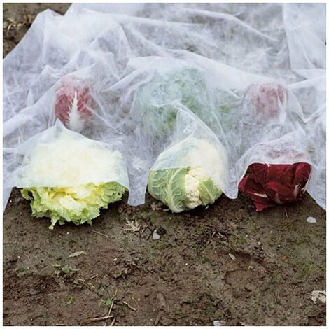 Velo di Protezione per Orataggi Frutta 1,6x2m in TNT Rama Bianco