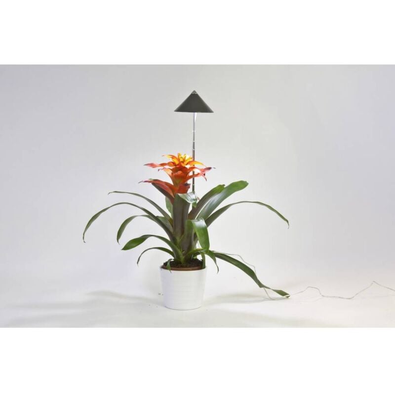 Image of Venso Lampadina LED per piante SUNLiTE LED a montaggio fisso 7 W Bianco neutro 1 pz.