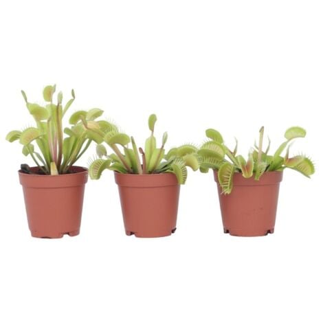 PLANT IN A BOX Vénus attrape-mouches, Dionaea muscipula, 3pcs., Hauteur 7cm