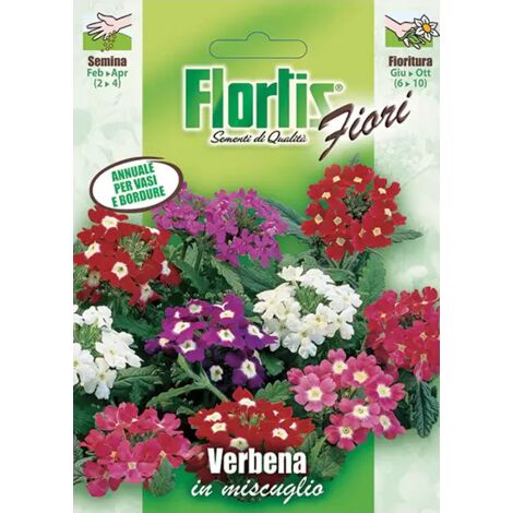 Verbena A Grandi Fiori