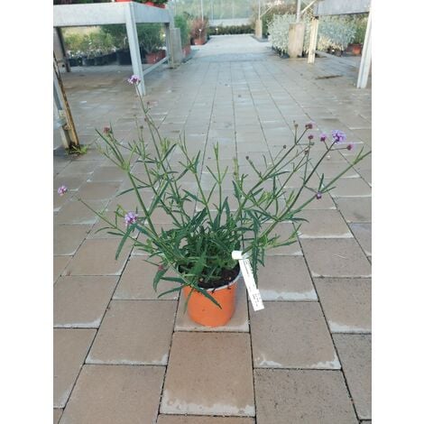 Pianta Lavanda Artificiale Con Cesto H 27 Cm Colori Assortiti