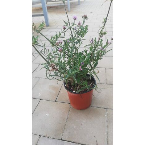 Verbena Bonariensis v17