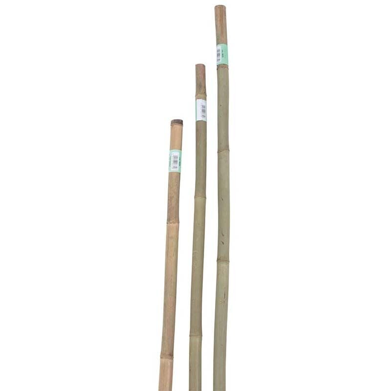 Canna bamboo h180 cm x ø14-16 mm