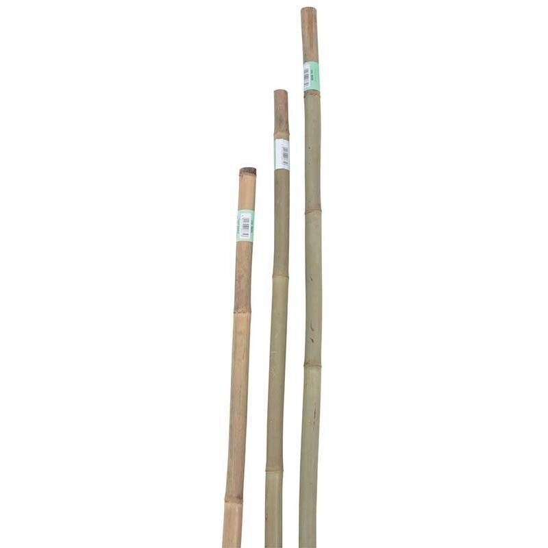 Canna Bamboo H180cm 3 Pezzi Diametro 14 16 Mm