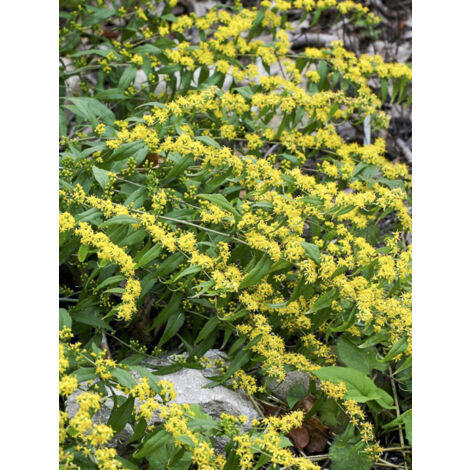 Verge d'or Godet de 8/9 cm