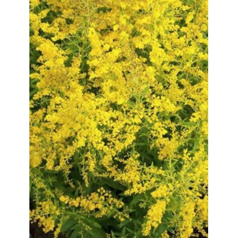 Verge d'or 'Goldenmosa' Godet de 8/9 cm