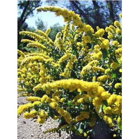Verge d'or naine 'Golden Fleece' Godet de 8/9 cm