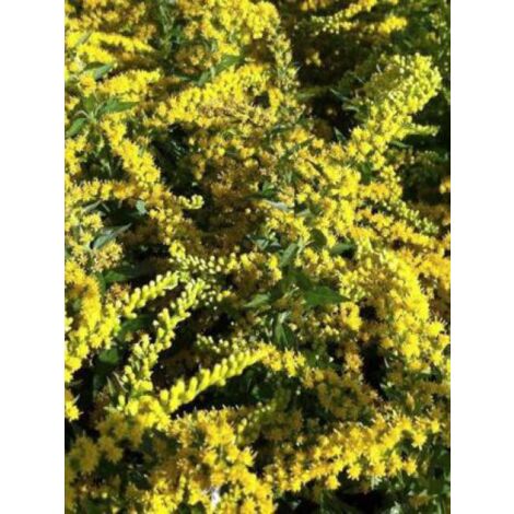 Verge d'or 'Spatgold' Godet de 8/9 cm