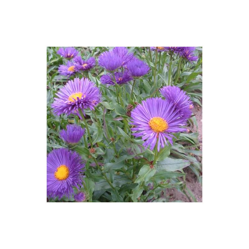 Plantes Avenue - Vergerette Nachthimmel | Conditionnement: Lot de 9 godets