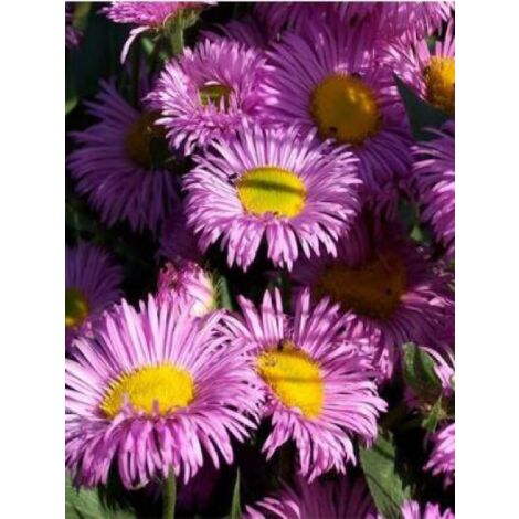 Vergerette 'Rosa Jewel' Godet de 8/9 cm