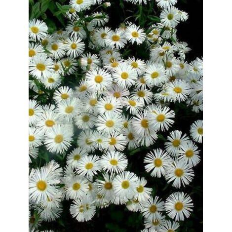 Vergerette 'Sommerneusschnee' Godet de 8/9 cm