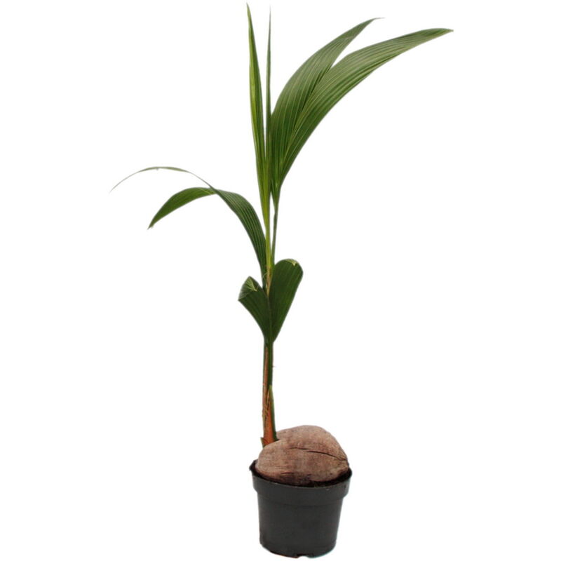 Exotenherz - Véritable cocotier - Cocos nucifera - avec véritable noix de coco - pot de 19cm - hauteur environ 100cm