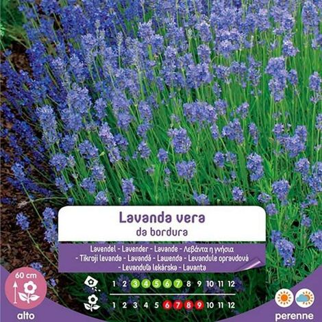 Véritables graines de lavande pour bordure en enveloppe