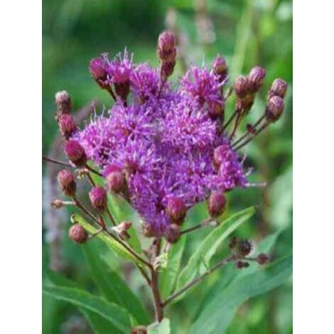 Vernonia crinita 'Mammuth' Godet de 8/9 cm