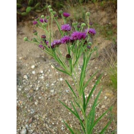 Vernonia crinita - Vernone Godet de 8/9 cm