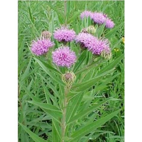 Vernonia noveboracensis Godet de 8/9 cm