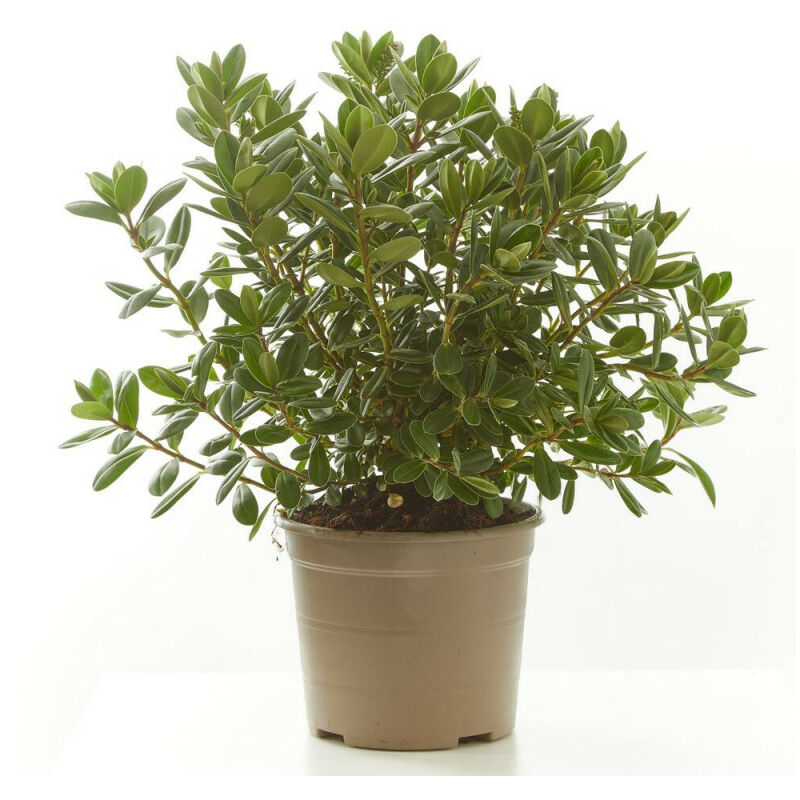 

Verdecora - VERONICA - Maceta 3 litros