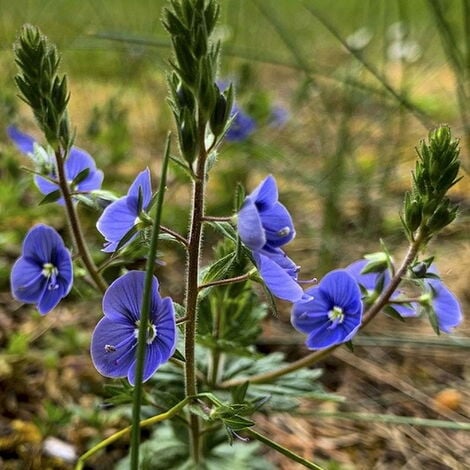 Veronica peduncularis &8220Georgia Blue&8221 - Ø 9 cm