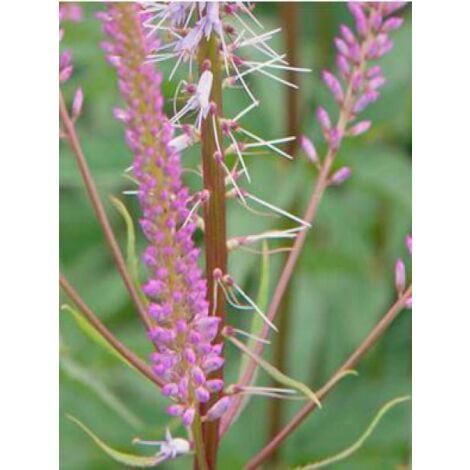 Veronicastrum virginicum 'Adoration' Pot de 2L/3L