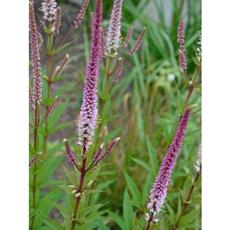 Veronicastrum virginicum 'Erika' Godet de 8/9 cm