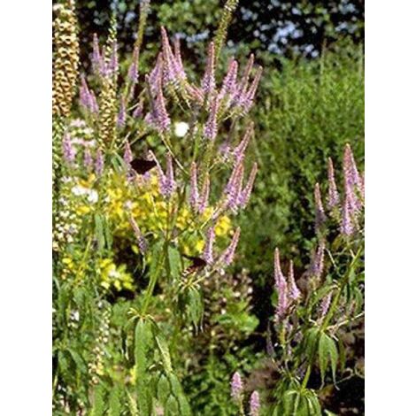 Veronicastrum virginicum 'Fascination' Godet de 8/9 cm