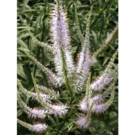 Veronicastrum virginicum 'Lavendelturm' Godet de 8/9 cm