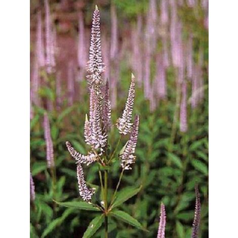 Veronicastrum virginicum 'Pink Glow' Godet de 8/9 cm