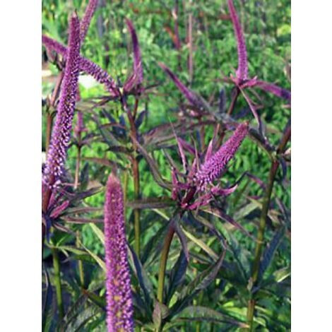 Veronicastrum virginicum 'Red Arrows' Godet de 8/9 cm
