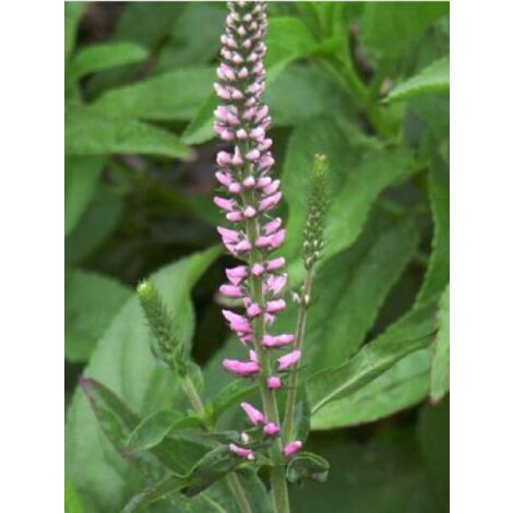 Véronique à longues feuilles 'Pink Damask' Godet de 8/9 cm
