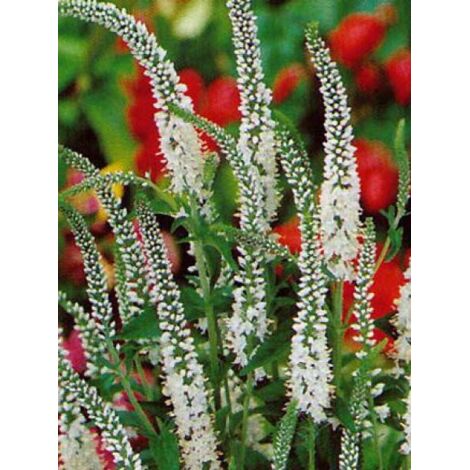 Véronique à longues feuilles 'Schneeriesen' Godet de 8/9 cm