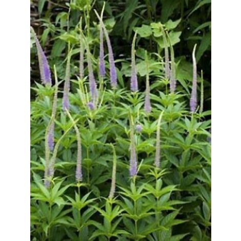 Véronique 'Apollo' Pot de 2L/3L