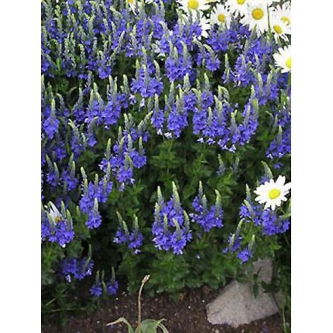 Véronique d'Autriche 'Knallblau' Godet de 8/9 cm
