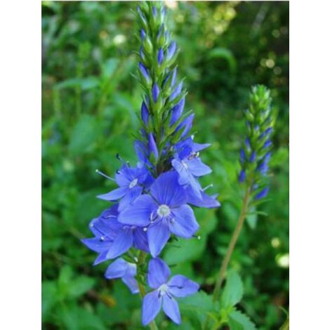 Véronique d'Autriche 'Royal Blue' Godet de 8/9 cm